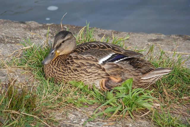 Geniale strategier til at løse kryptiske krydsord